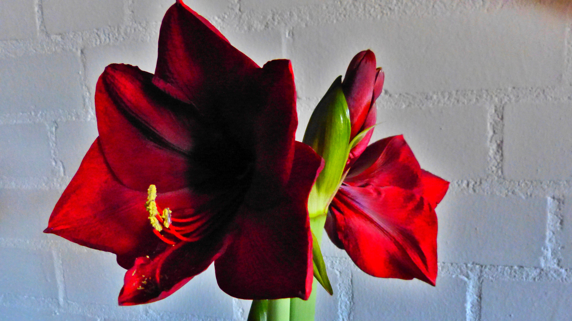 Amaryllis. 