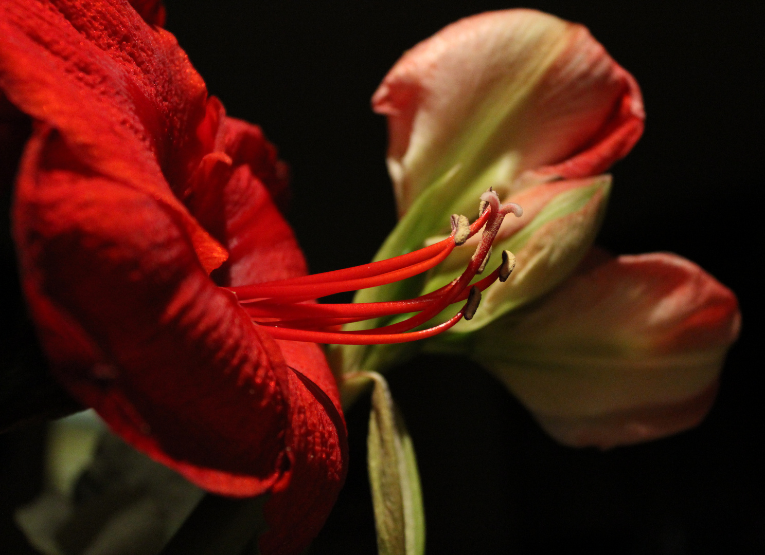 Amaryllis