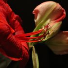 Amaryllis