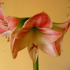 Amaryllis!