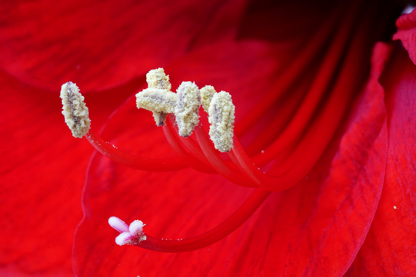 Amaryllis