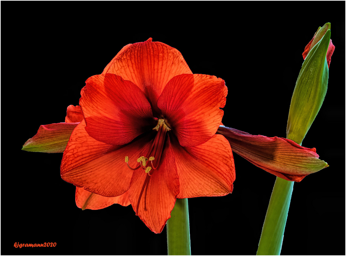 amaryllis....