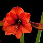 amaryllis....