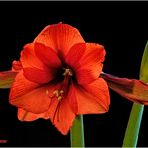 amaryllis....