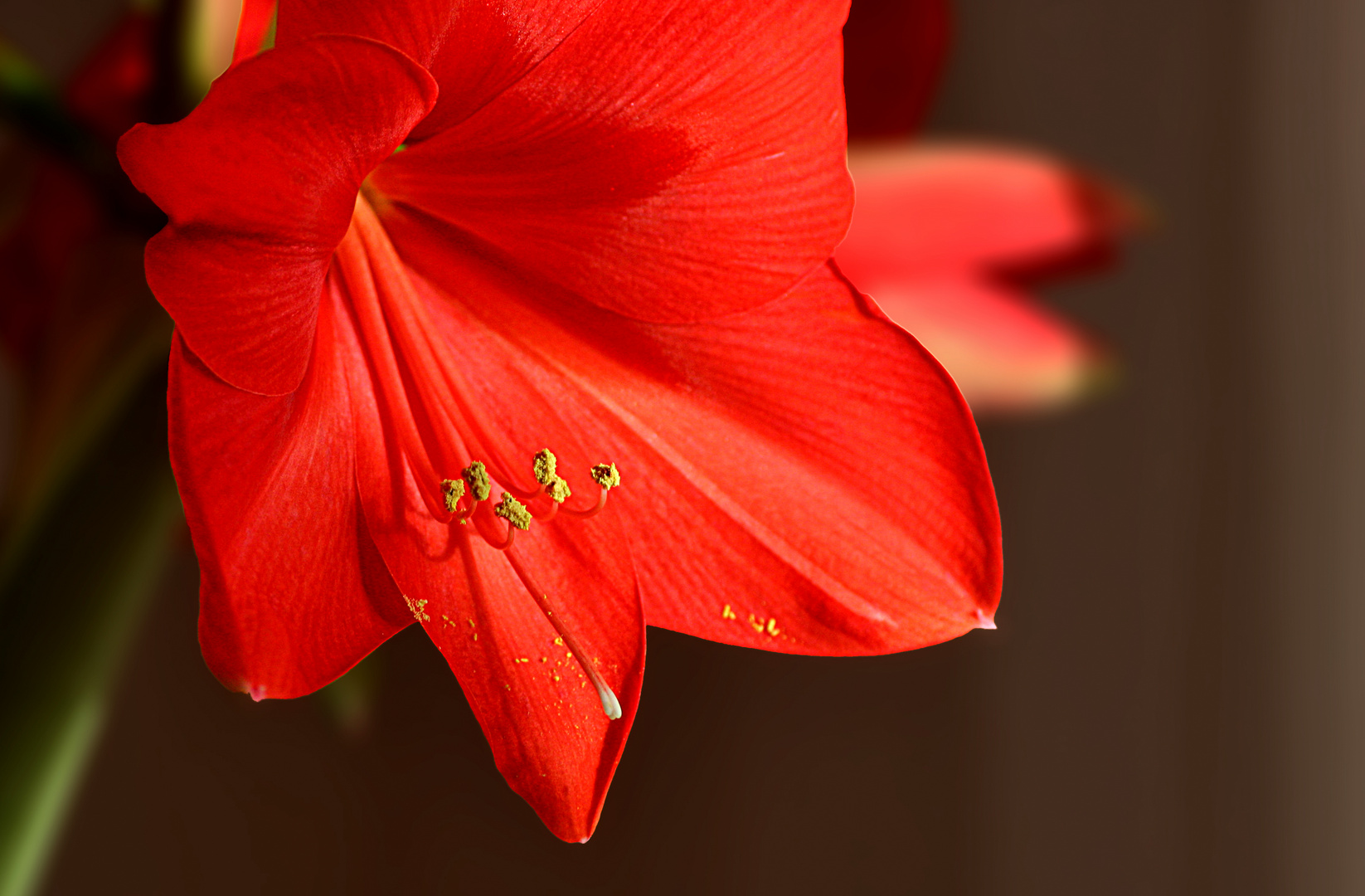 Amaryllis...