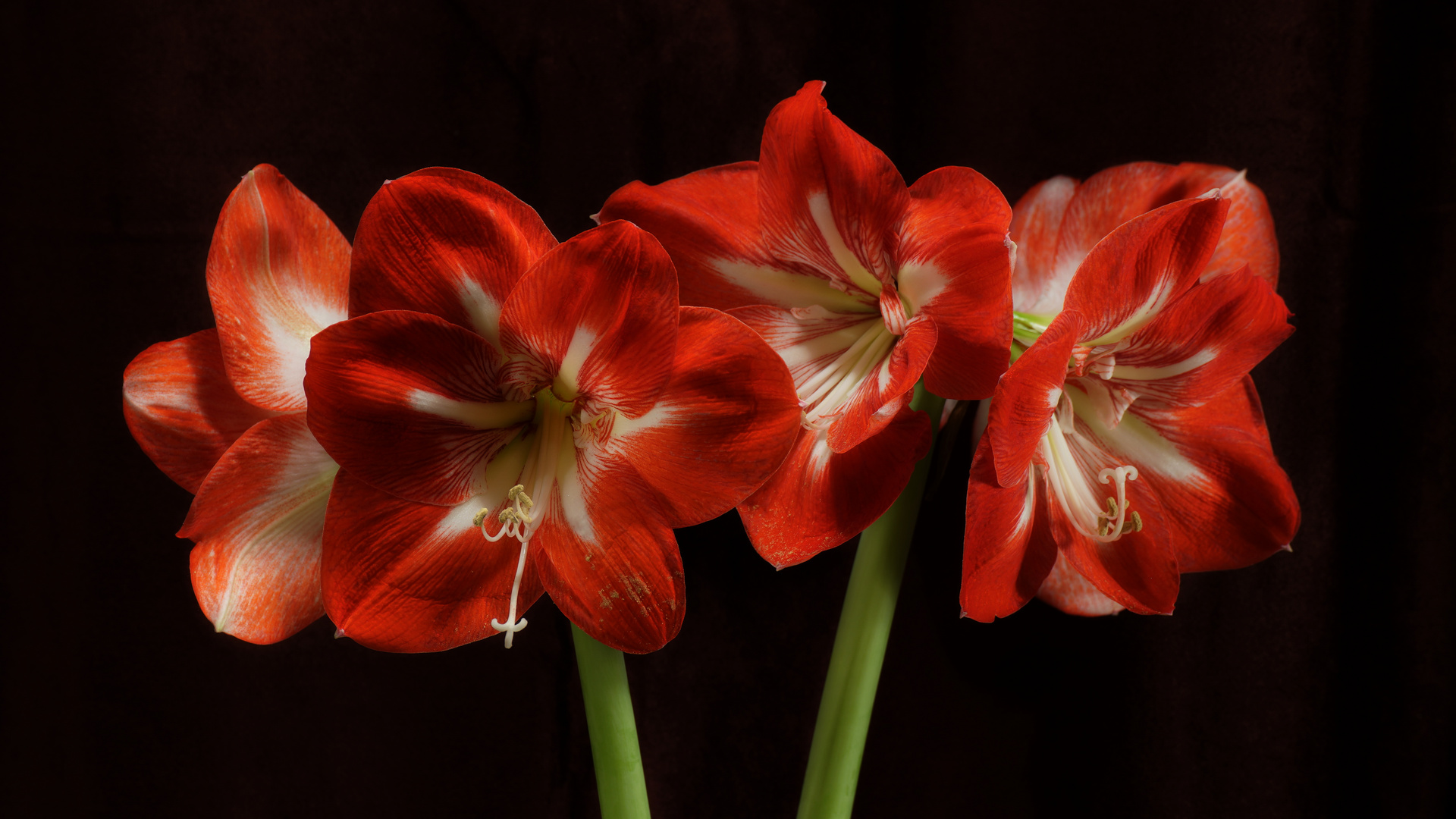 Amaryllis