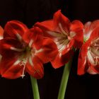 Amaryllis