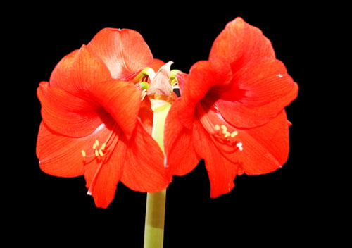 Amaryllis