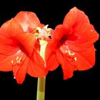 Amaryllis