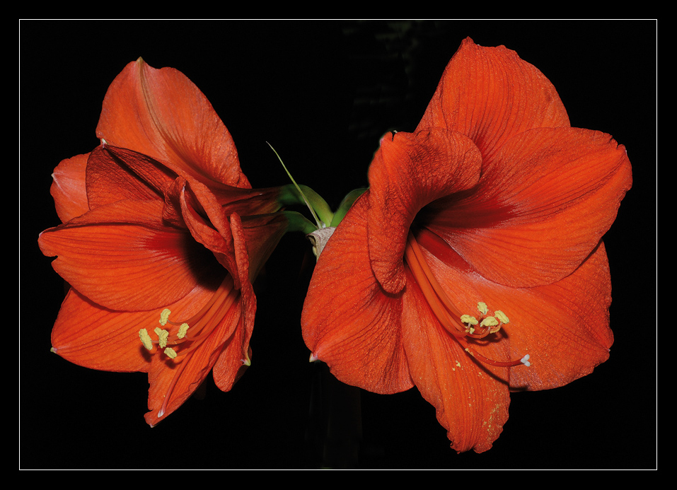 Amaryllis