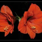 Amaryllis