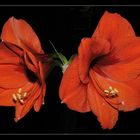 Amaryllis