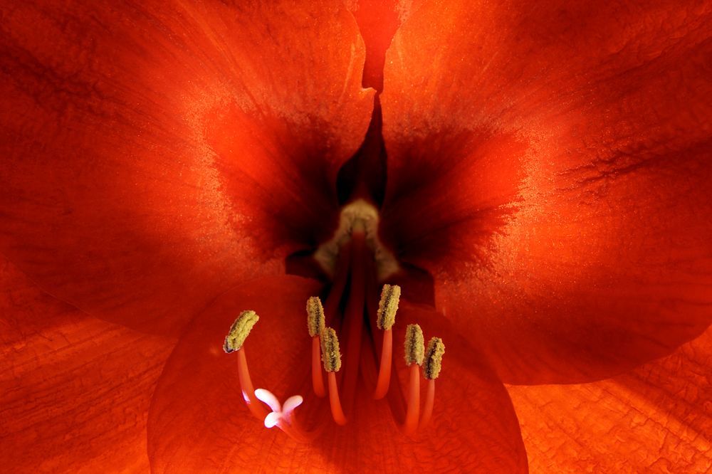 Amaryllis von nonik 