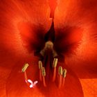 Amaryllis