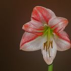 amaryllis