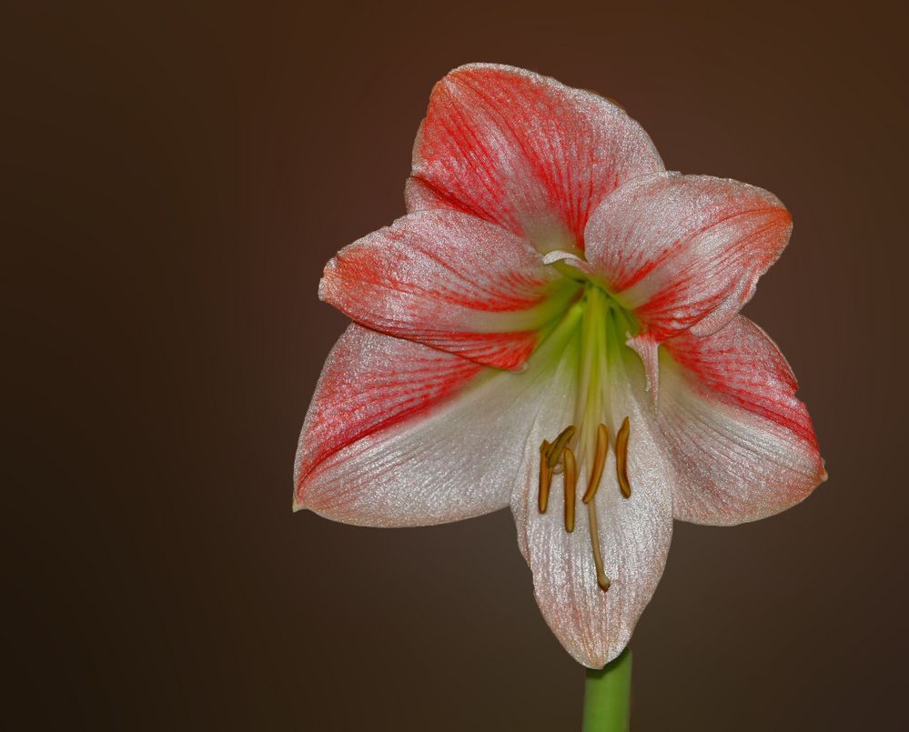 amaryllis