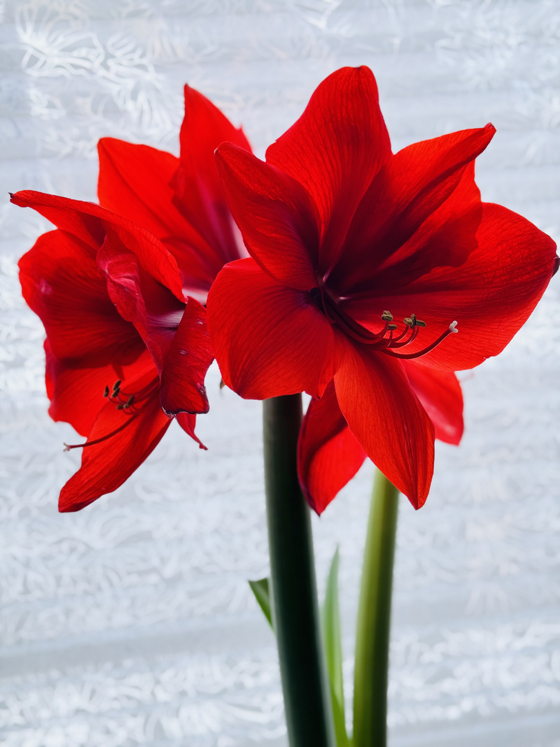 Amaryllis Foto & Bild rot, blüte, zimmerpflanze Bilder auf