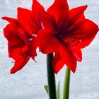 Amaryllis 