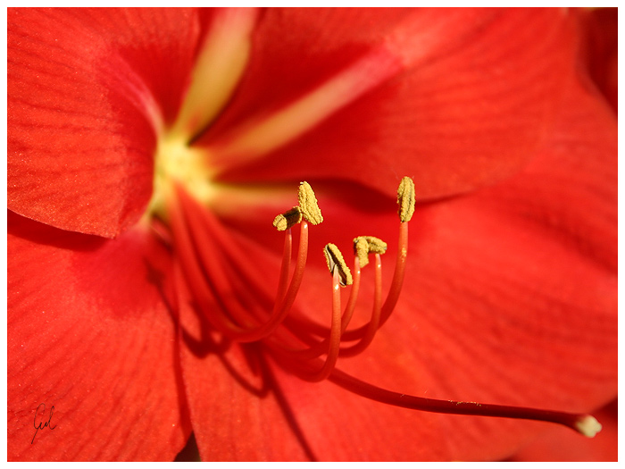 Amaryllis