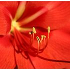 Amaryllis