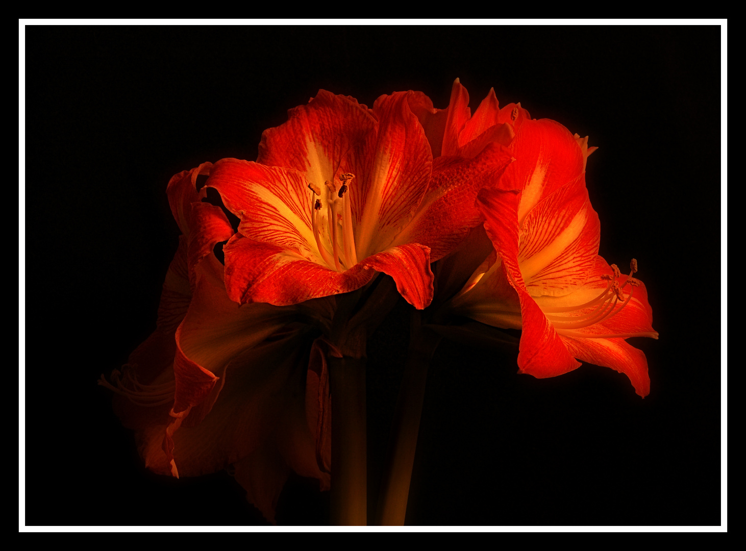 Amaryllis