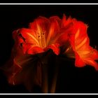 Amaryllis