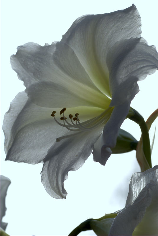 Amaryllis