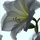 Amaryllis