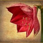 ~~~  Amaryllis ~~~