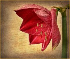 ~~~  Amaryllis ~~~