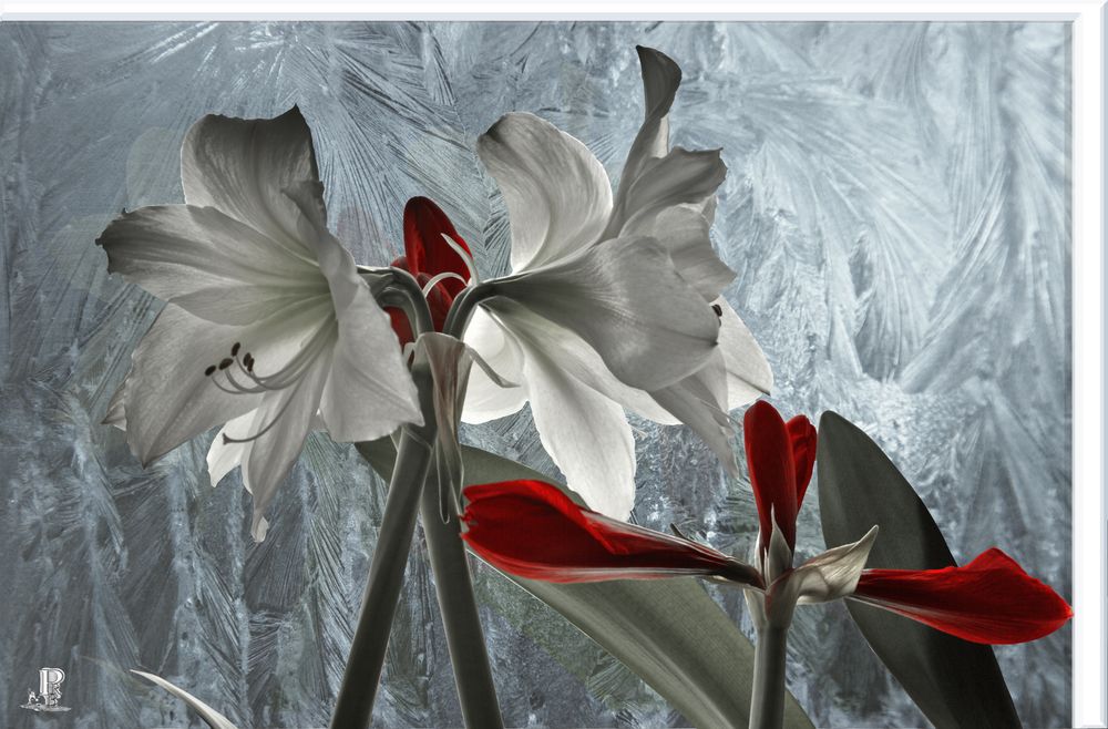 Amaryllis