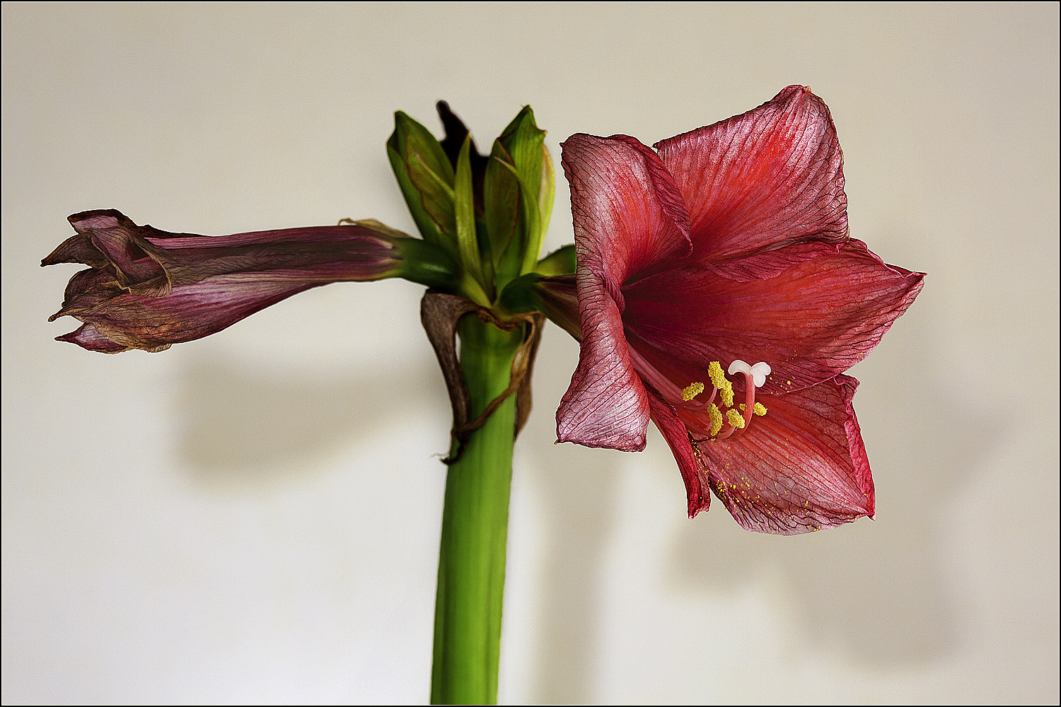 Amaryllis