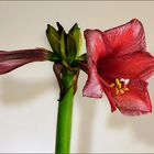 Amaryllis