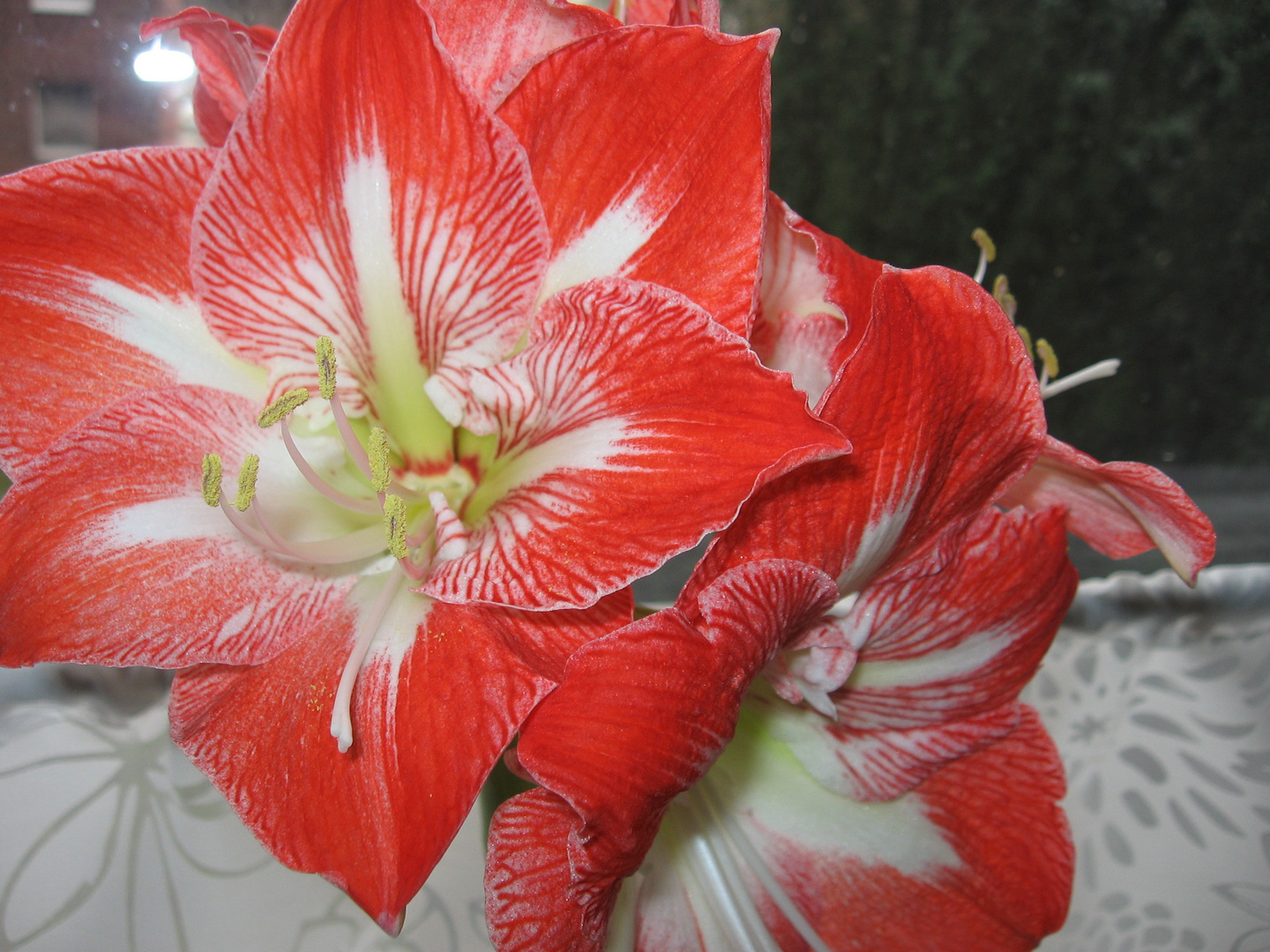 Amaryllis