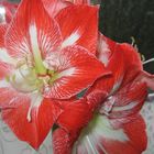 Amaryllis