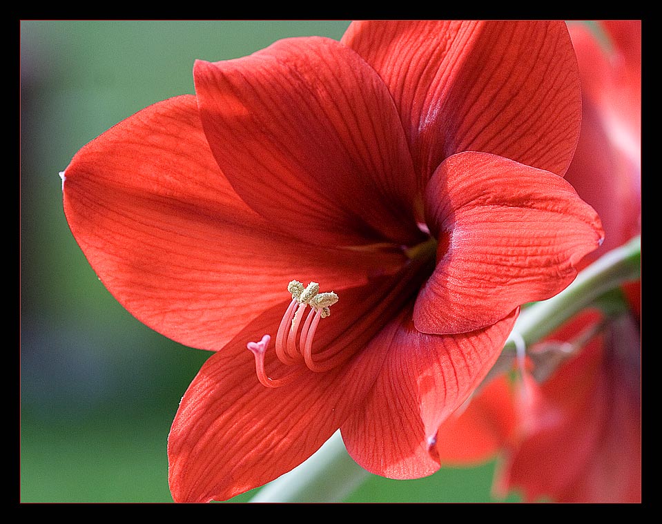 Amaryllis