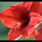 Amaryllis