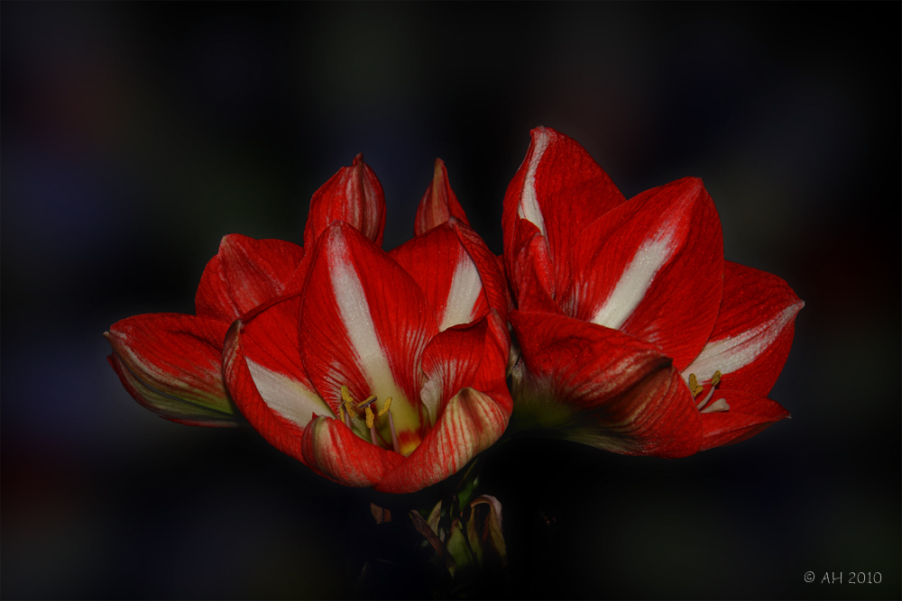 Amaryllis