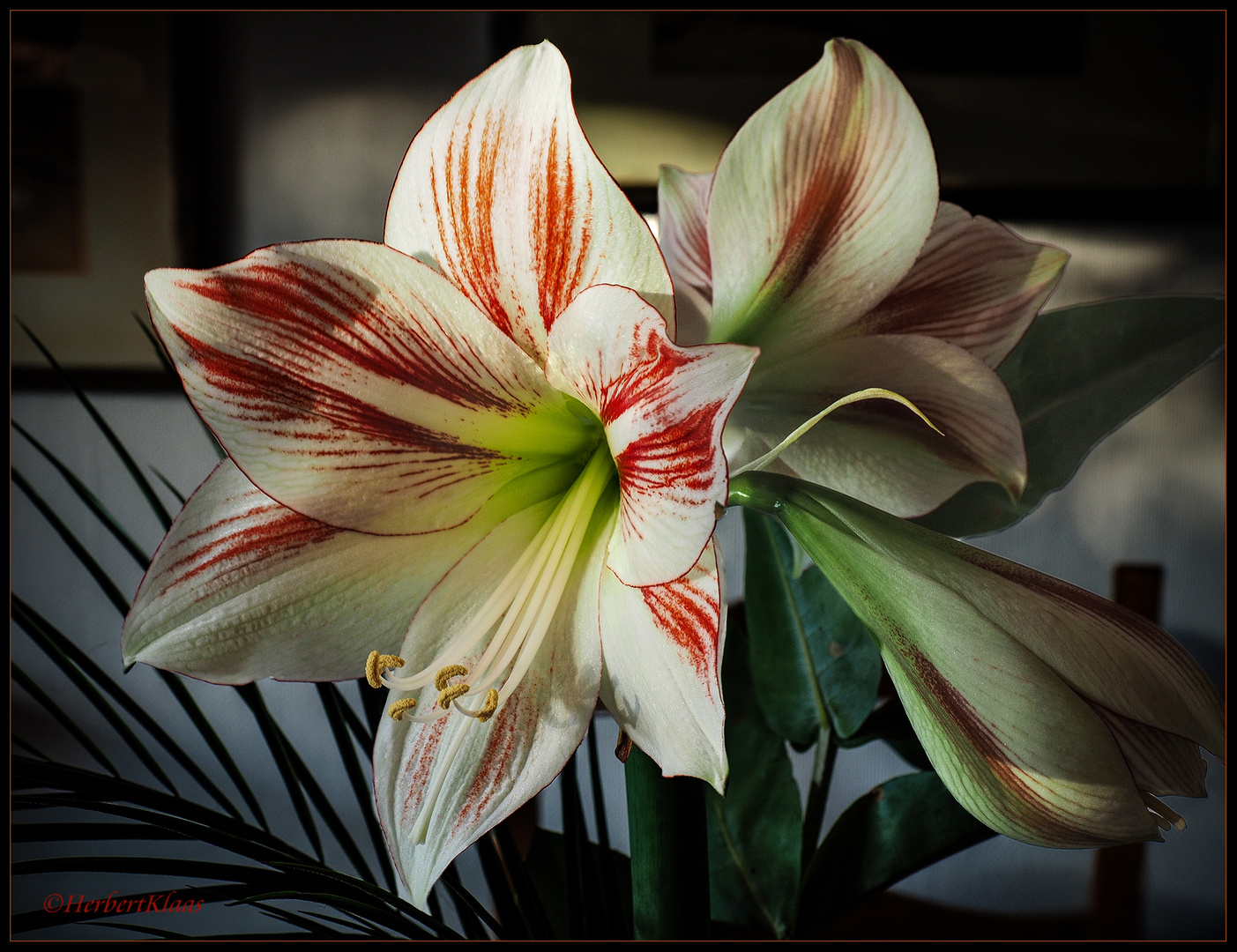 Amaryllis