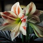 Amaryllis