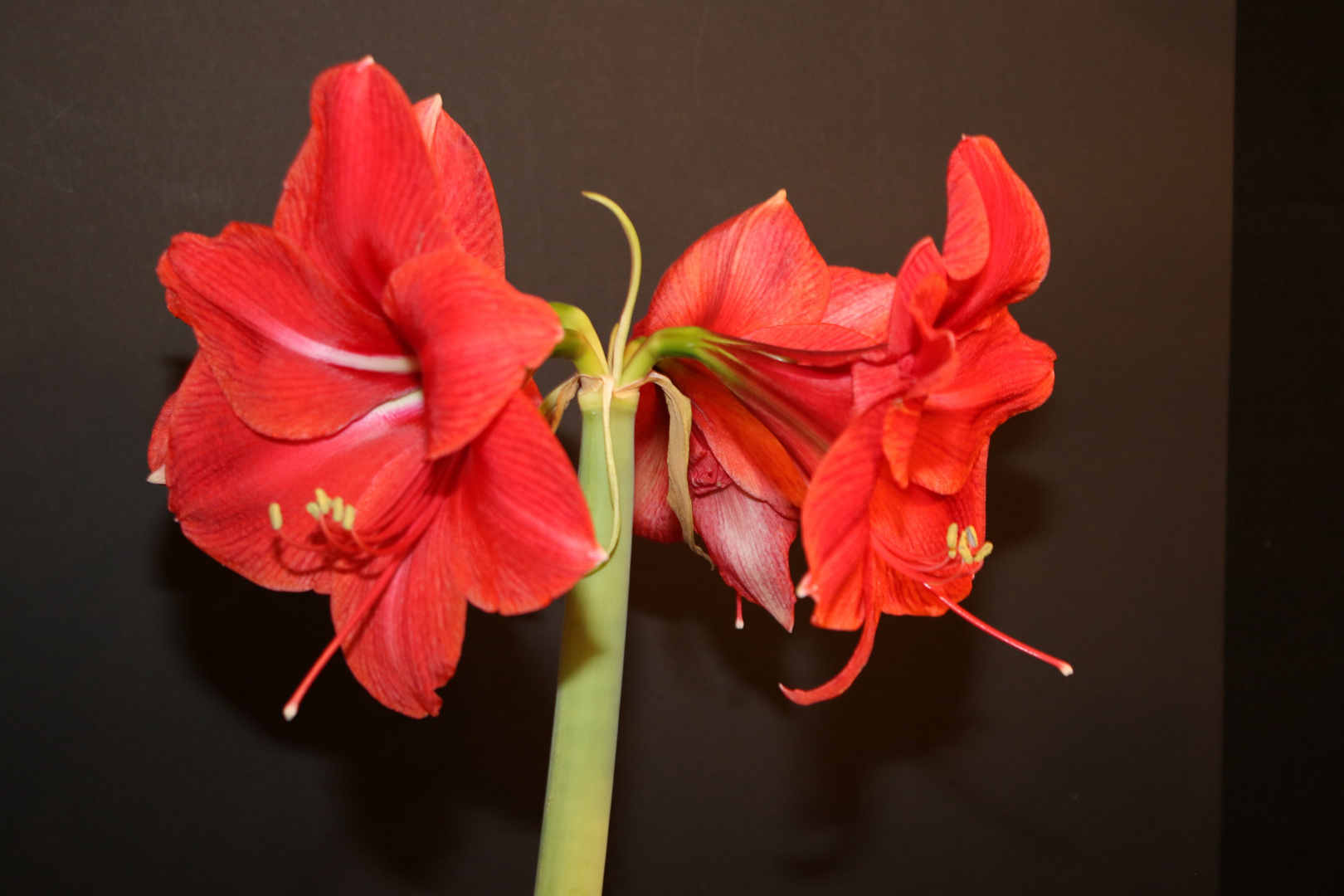 Amaryllis