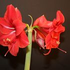 Amaryllis