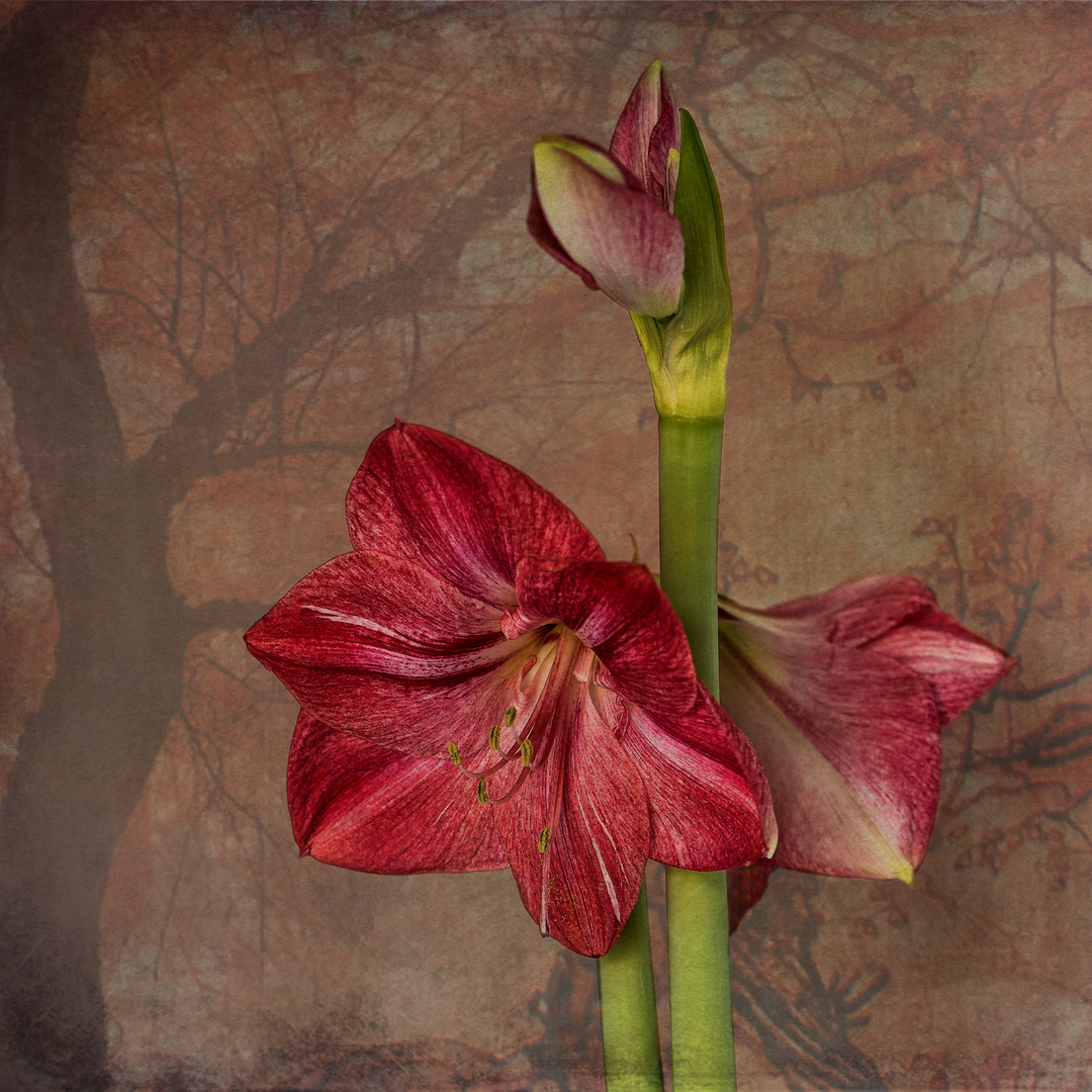 Amaryllis 