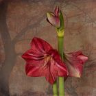 Amaryllis 