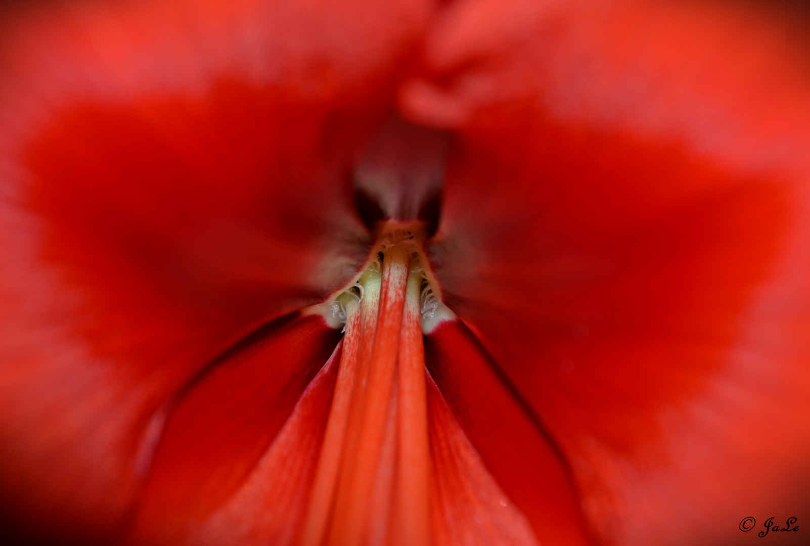 Amaryllis