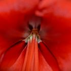 Amaryllis