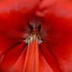 Amaryllis