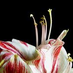 Amaryllis