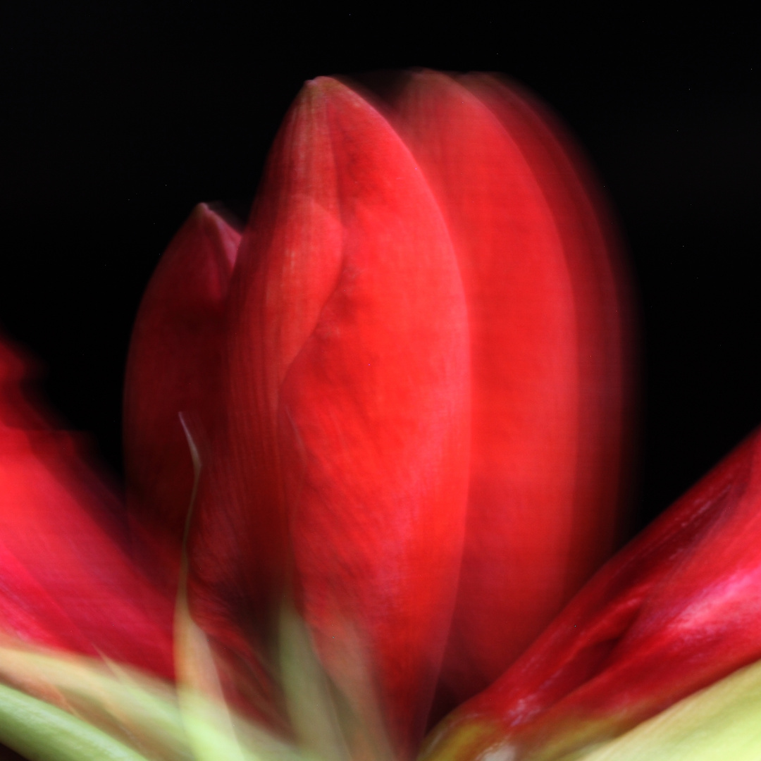 Amaryllis