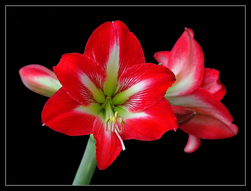 Amaryllis